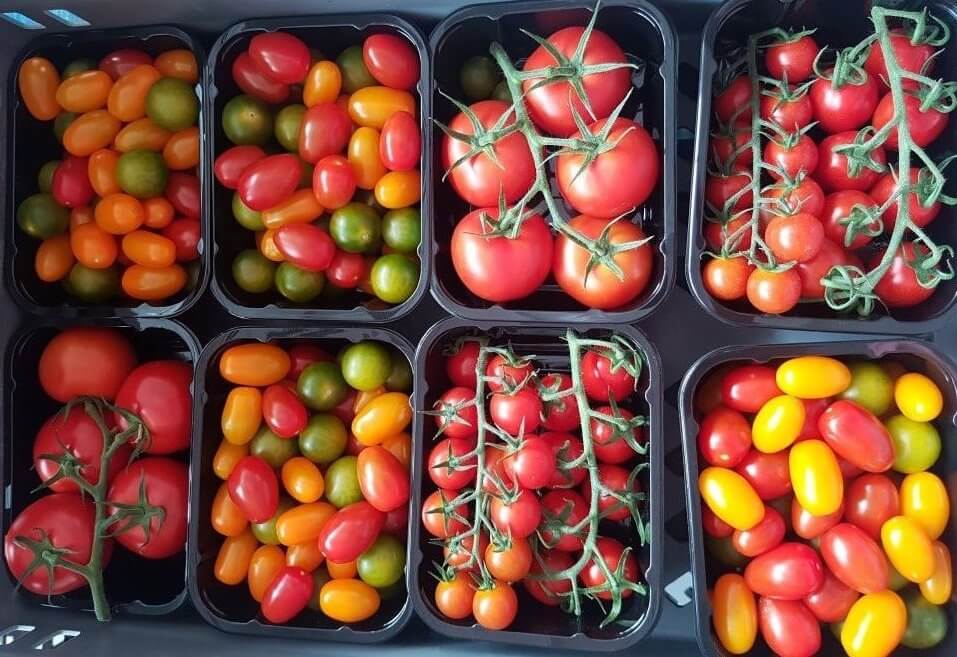 Britain’s Tomato Shortage