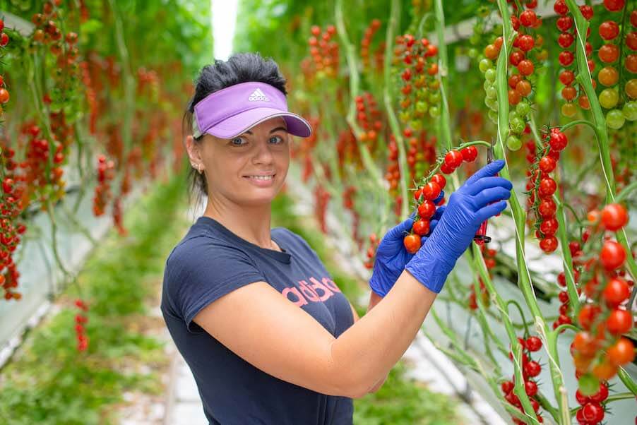 How we grow tomatoes here at R&L Holt
