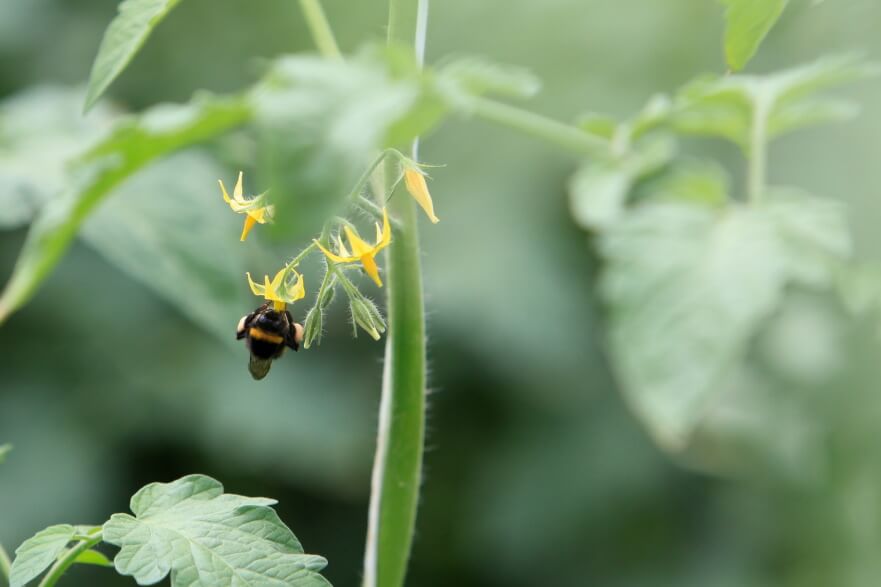 Why bees are so important to our tomato growing