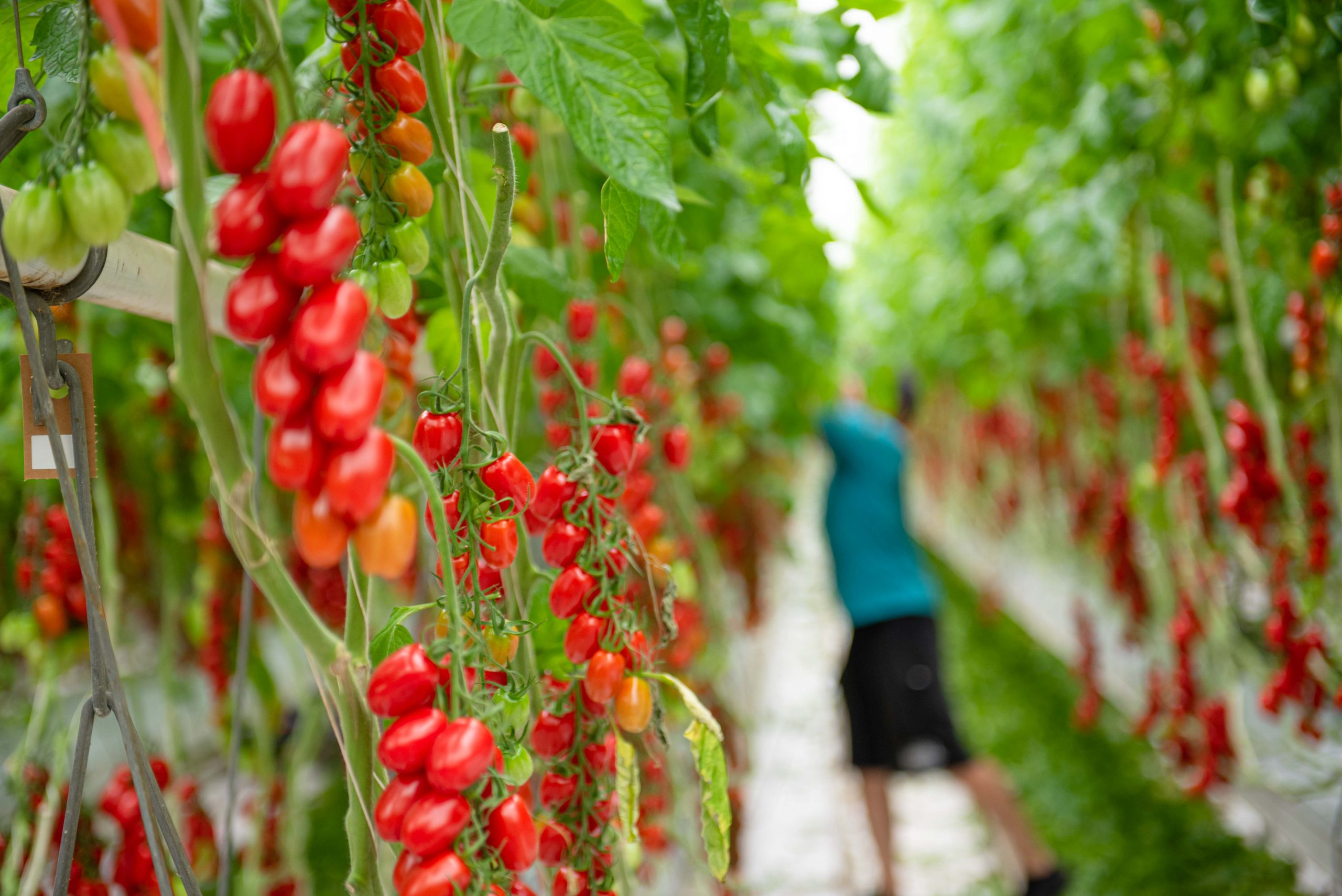 Why British Tomatoes are BEST