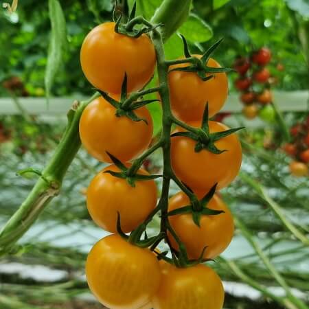 Trial variety tomato