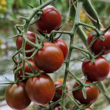 Trial variety tomato