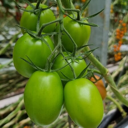 Trial variety tomato