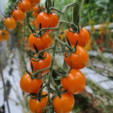 Trial variety tomato