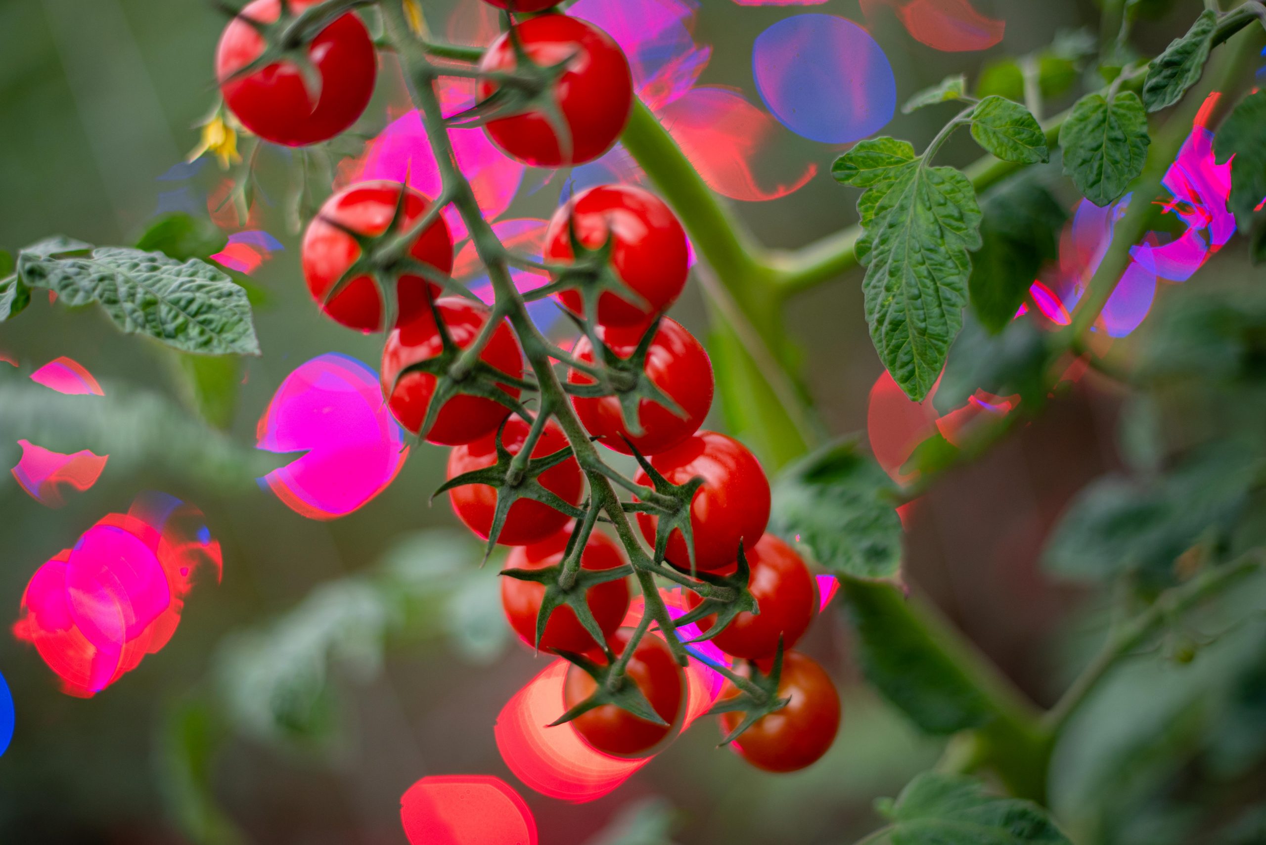 How do we get the crop to ripen at this time of year?