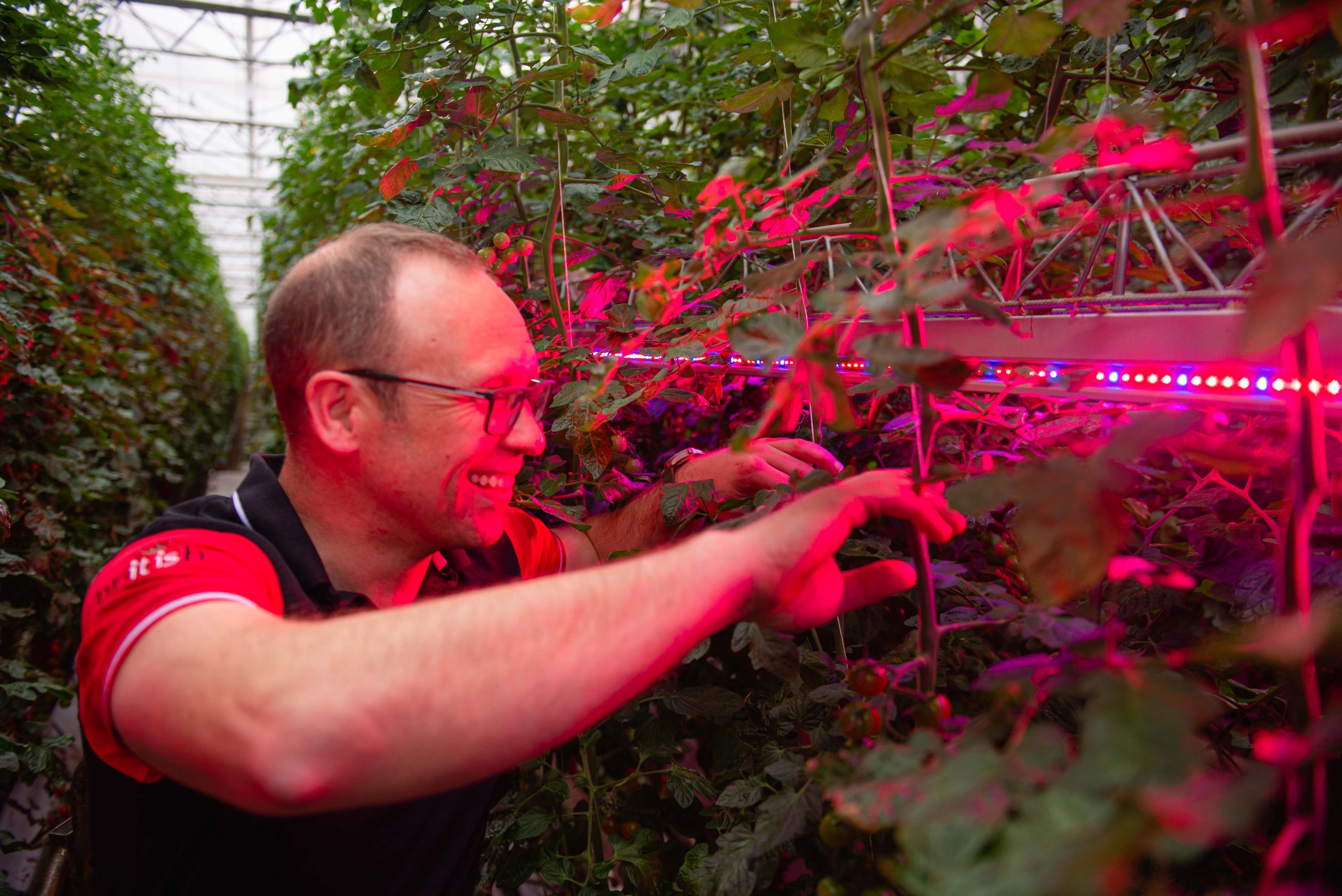 LED toplighting AND LED interlighting… the future of tomato growing