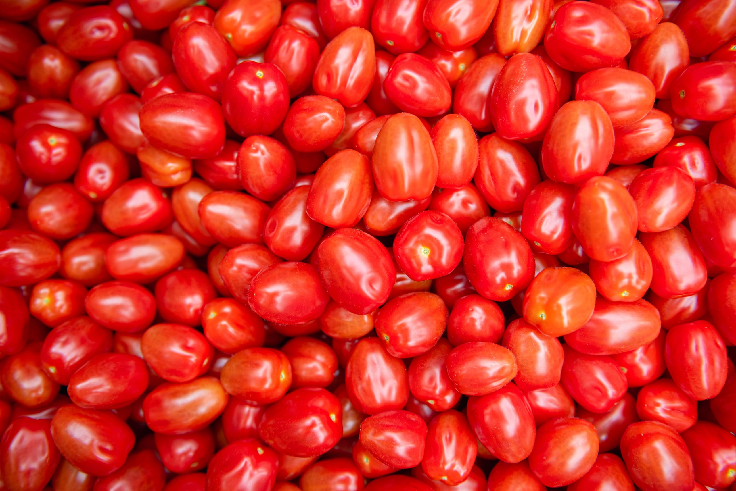 Most common tomato related questions answered!