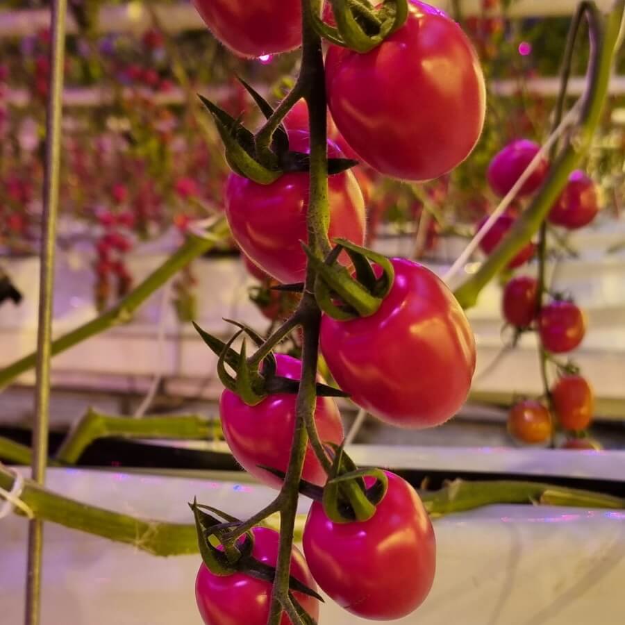 Variety of the month- Stabena