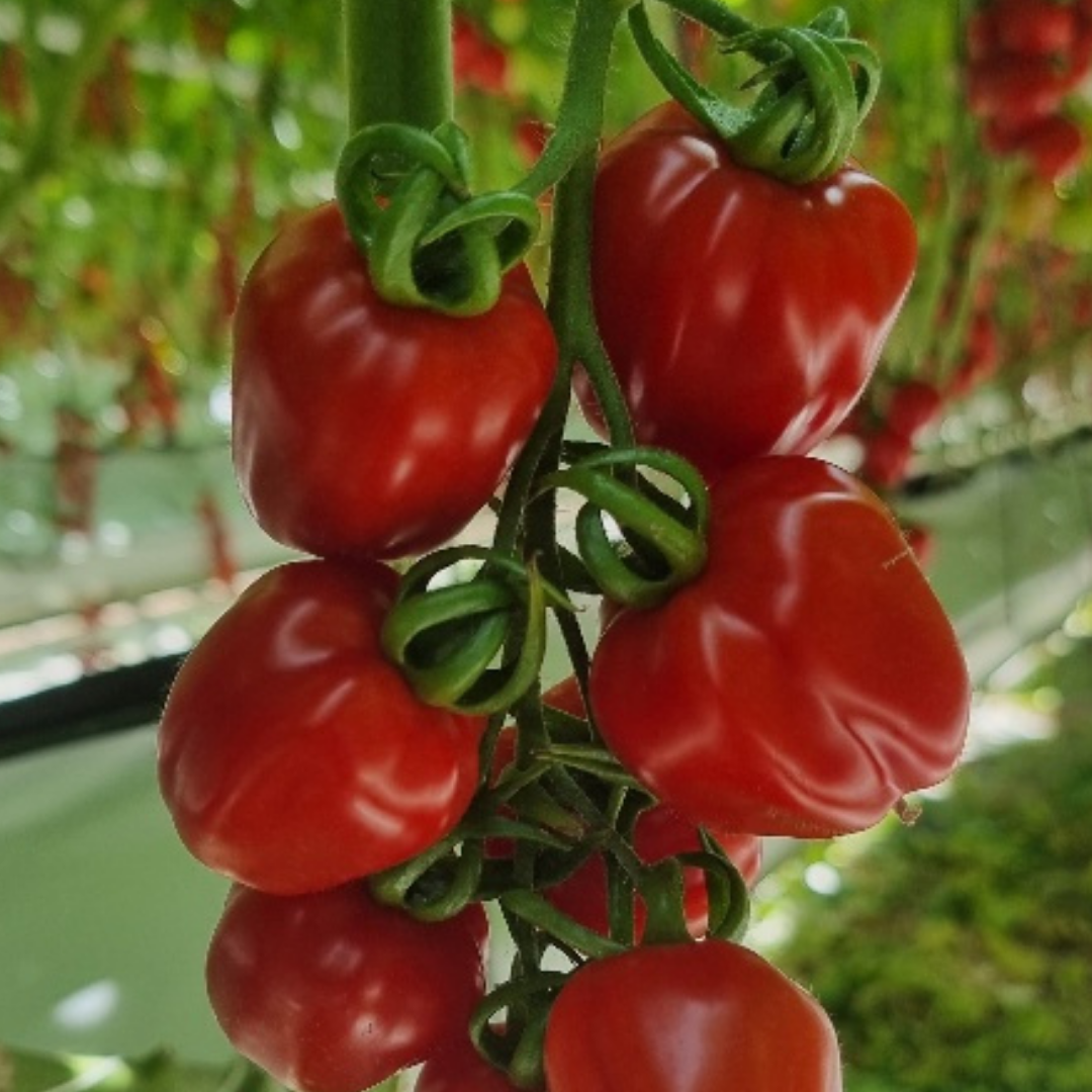 Trial Varieties