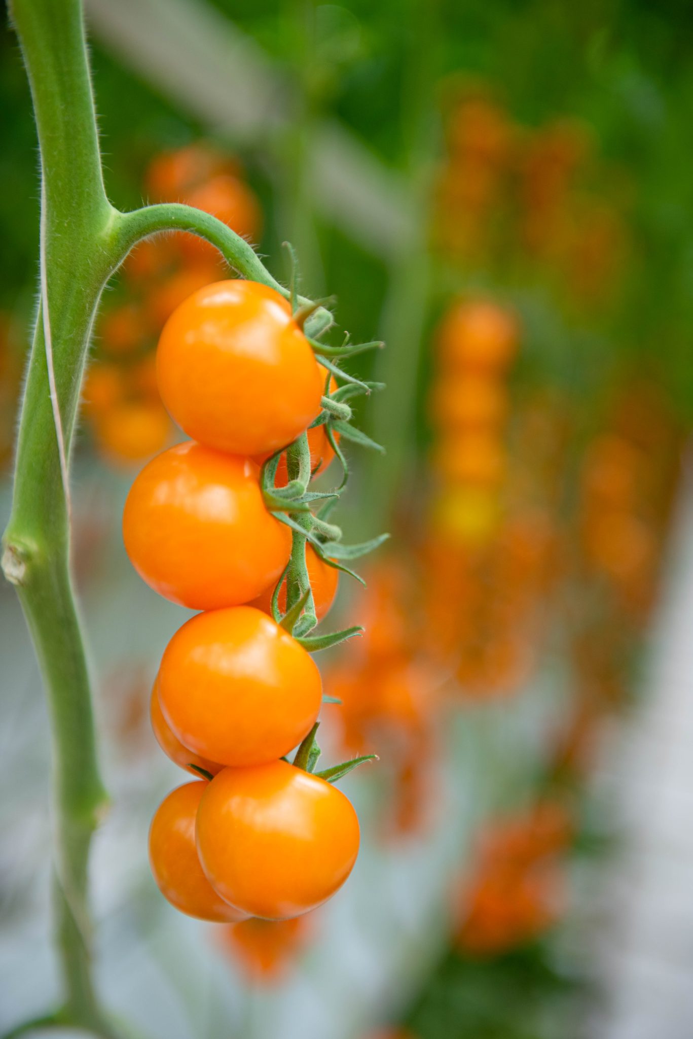 The British Tomato Fortnight. Why do we celebrate British Tomatoes? R
