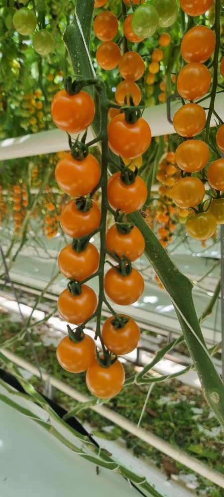 New variety – Xylora