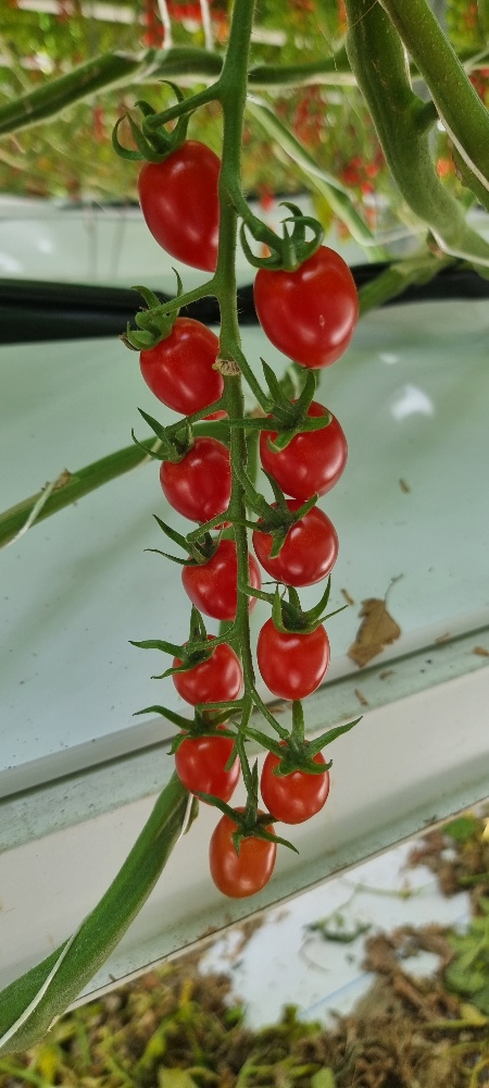New Variety – Delisher