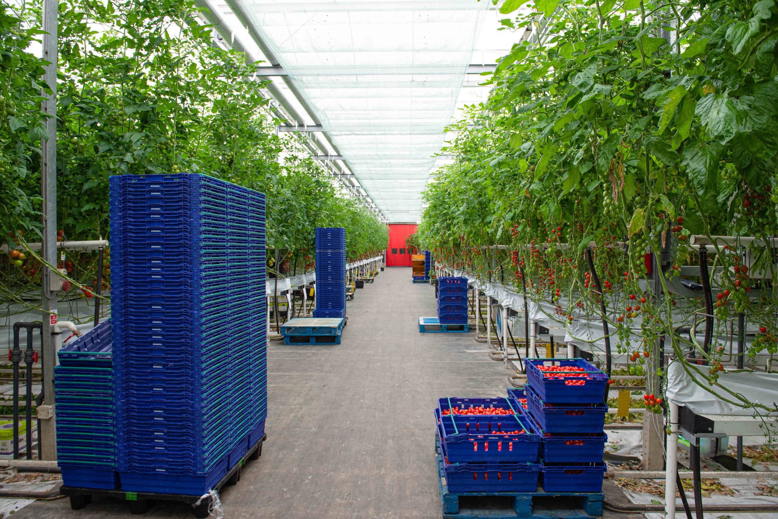 How we grow our tomatoes in a sustainable environment