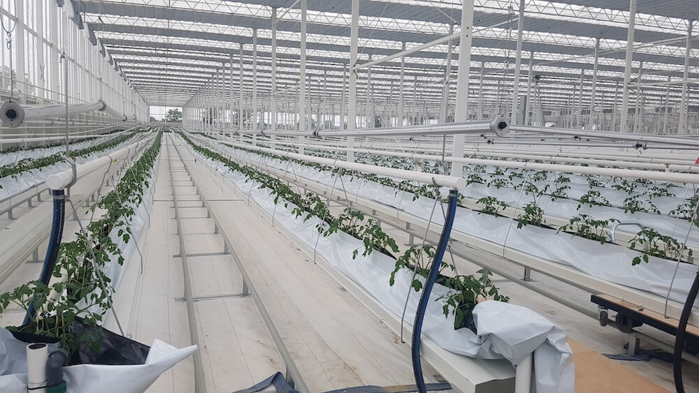 NFT ‘Hanging Gutter’- How we grow our tomatoes