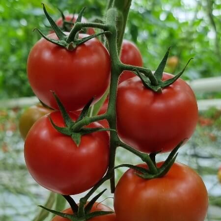 Variety of the month Roterno