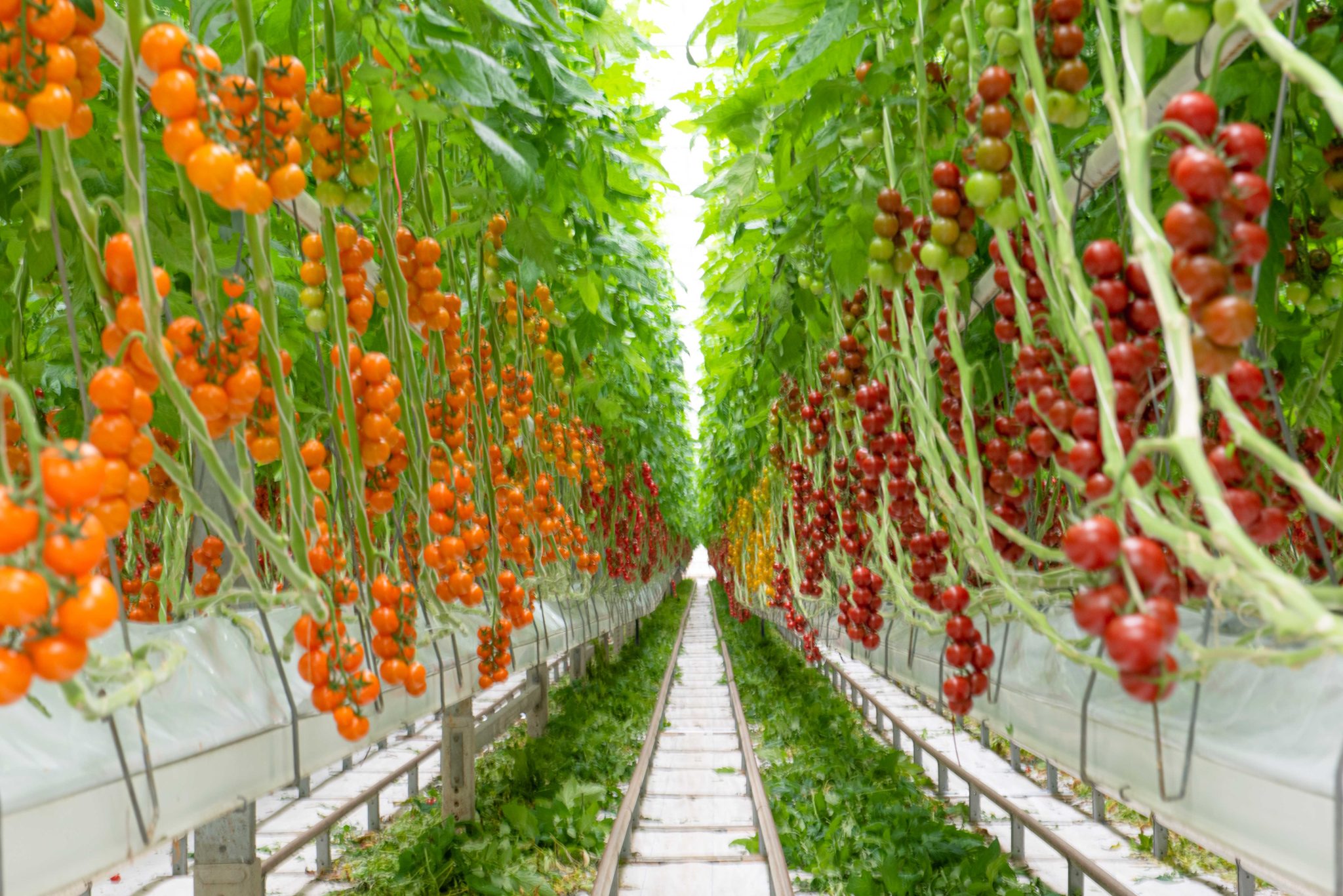 3 facts about how we irrigate our crops with NFT – R & L Holt Ltd.