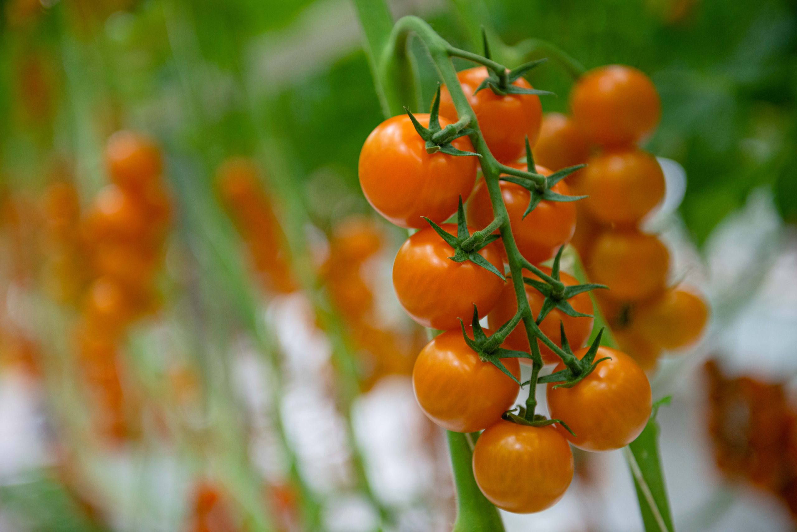 Did you know you can hand pollinate tomato plants? Here’s how…