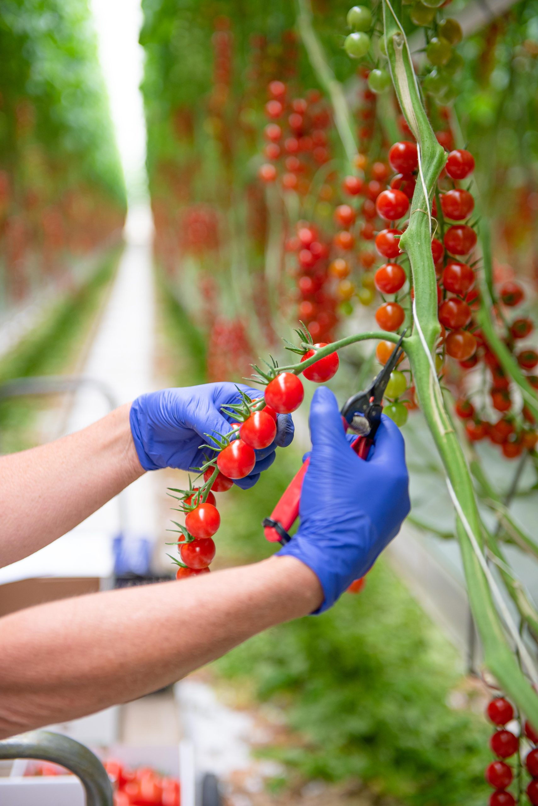 We will stop picking at our Hornsfield Nurseries site by the end of November