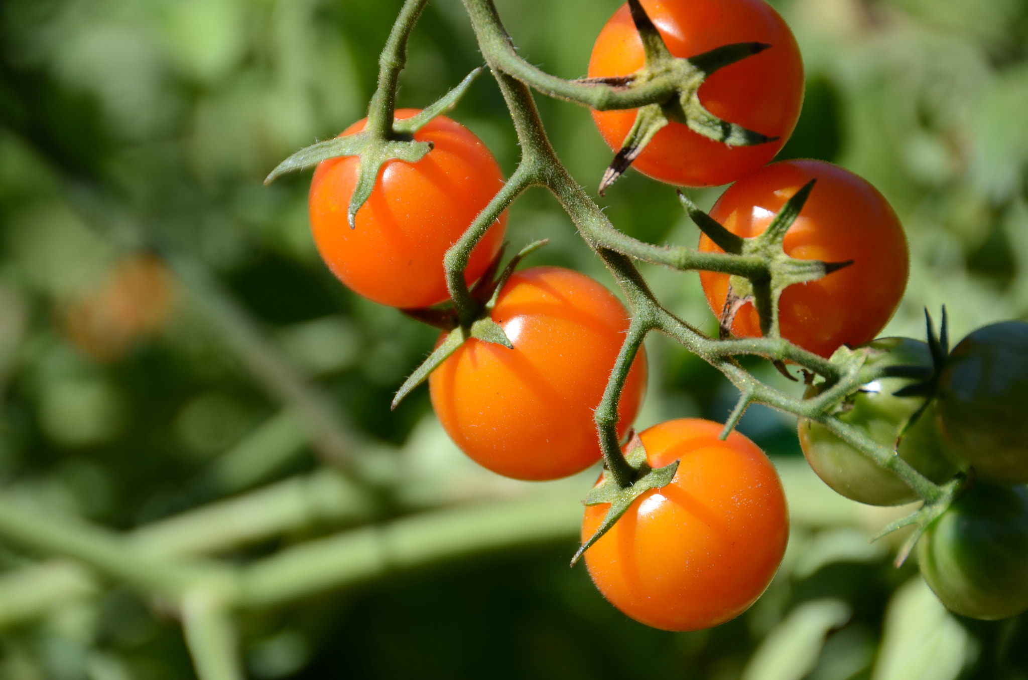 DIY Tomato Preservation
