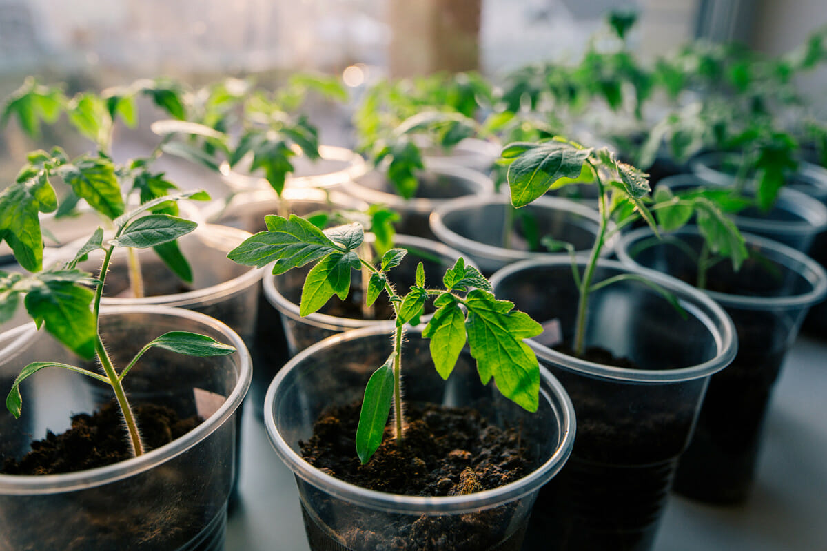 How much should you be watering your tomato plants during the summer?