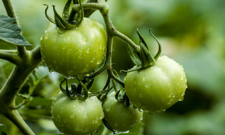 Fried Green Tomatoes