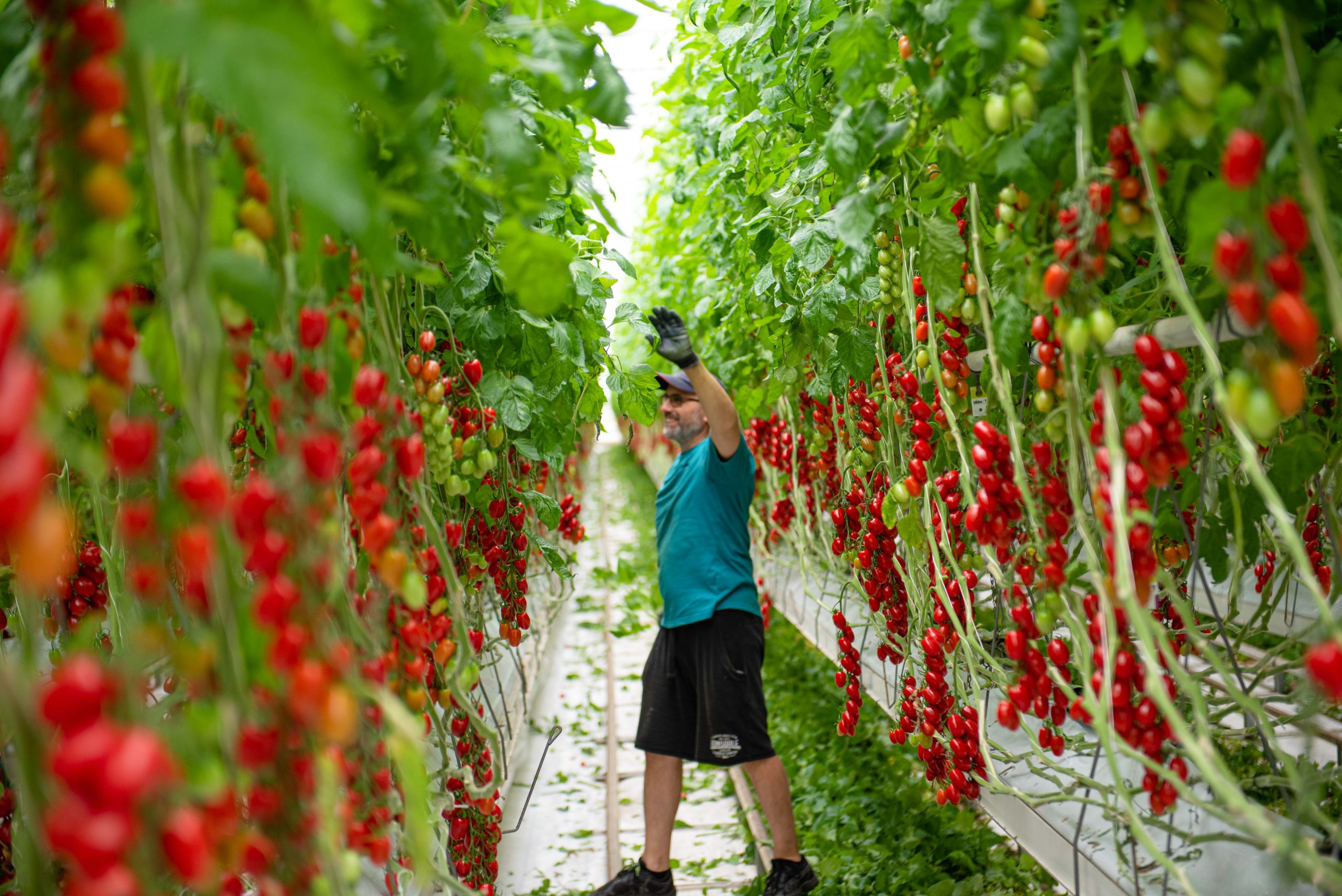 Unlocking the Spring Potential: 3 Tips for Nurturing Your Tomato Plants