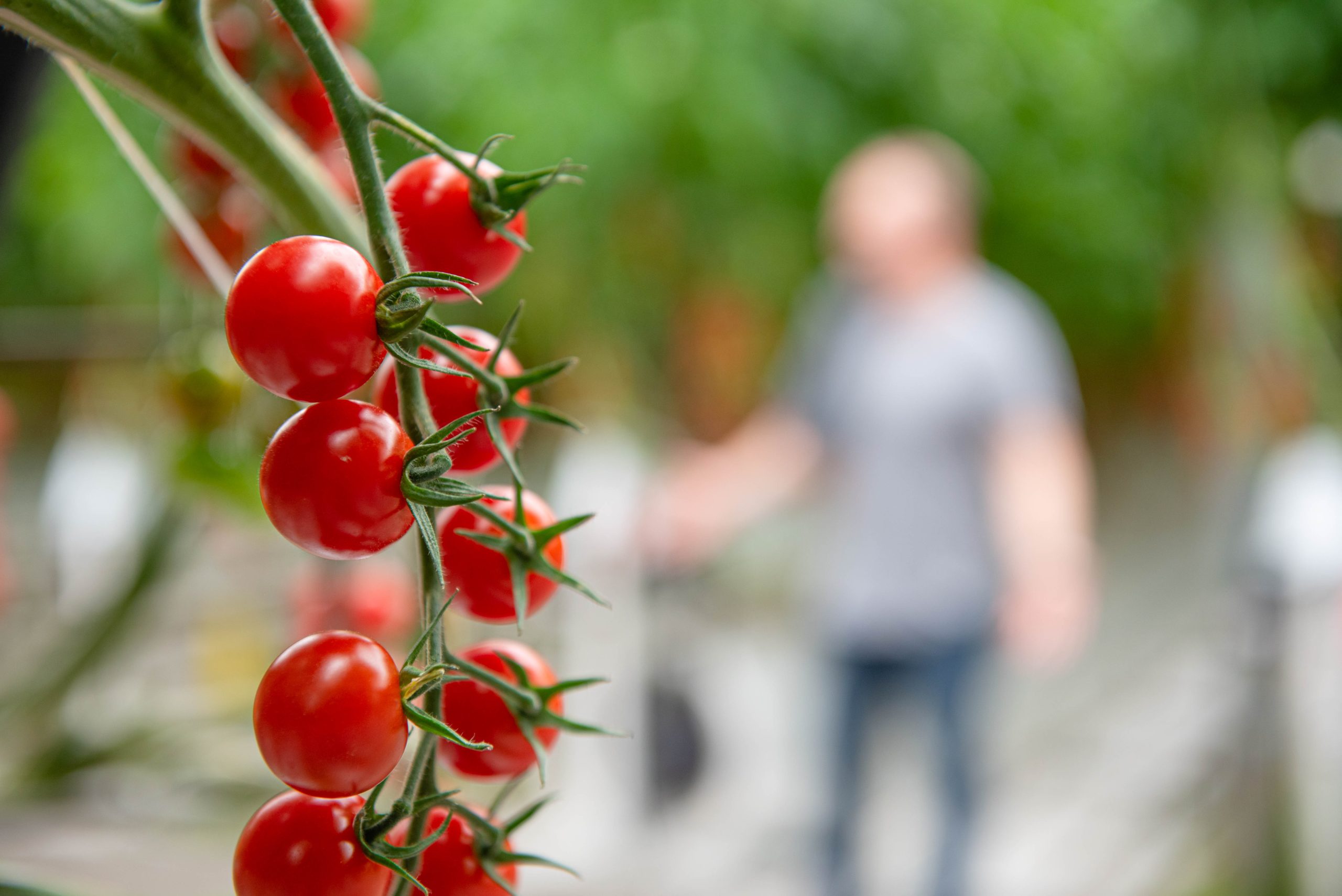 Tomato British History