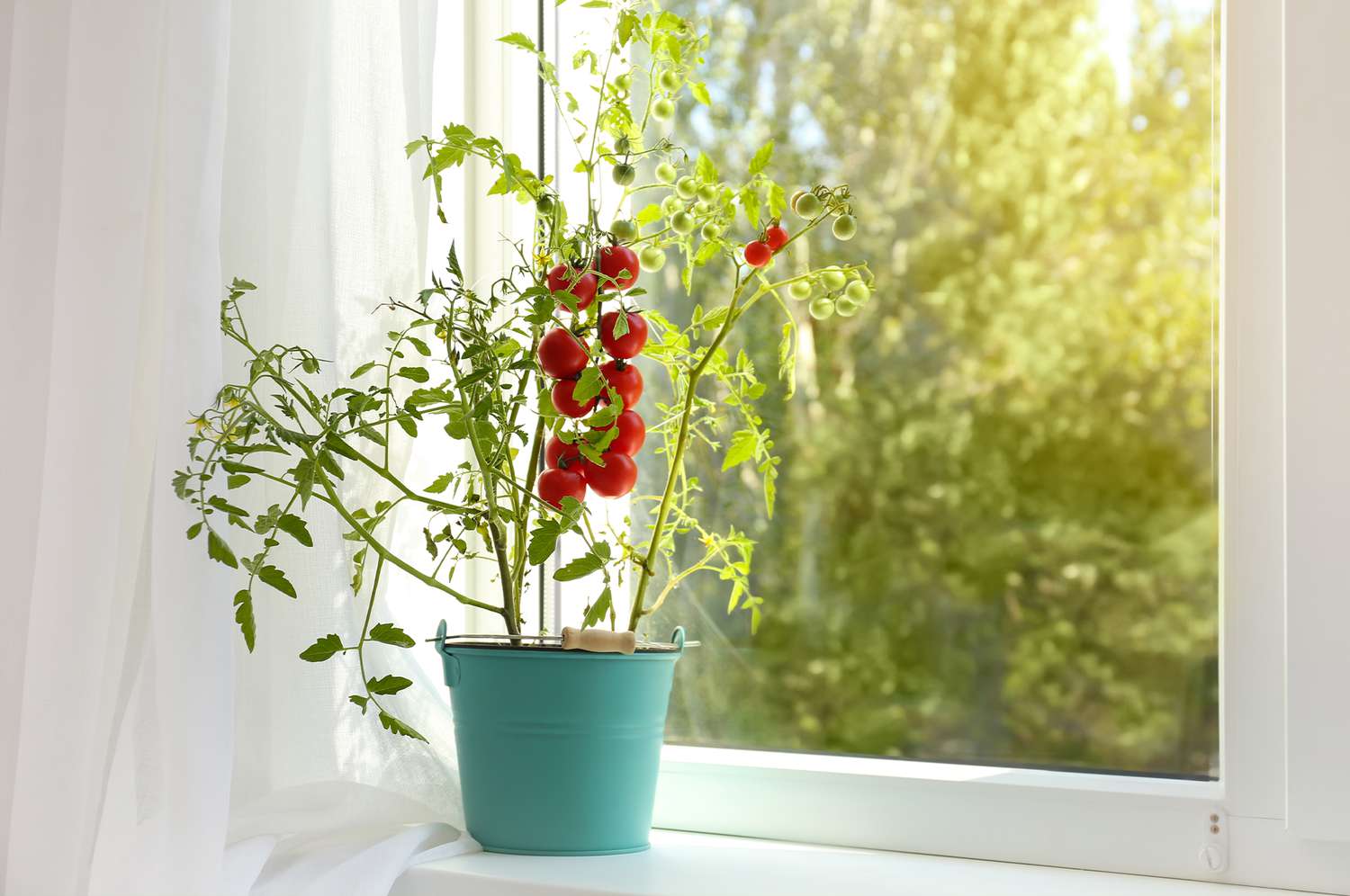 How to grow tomatoes at home during the Winter