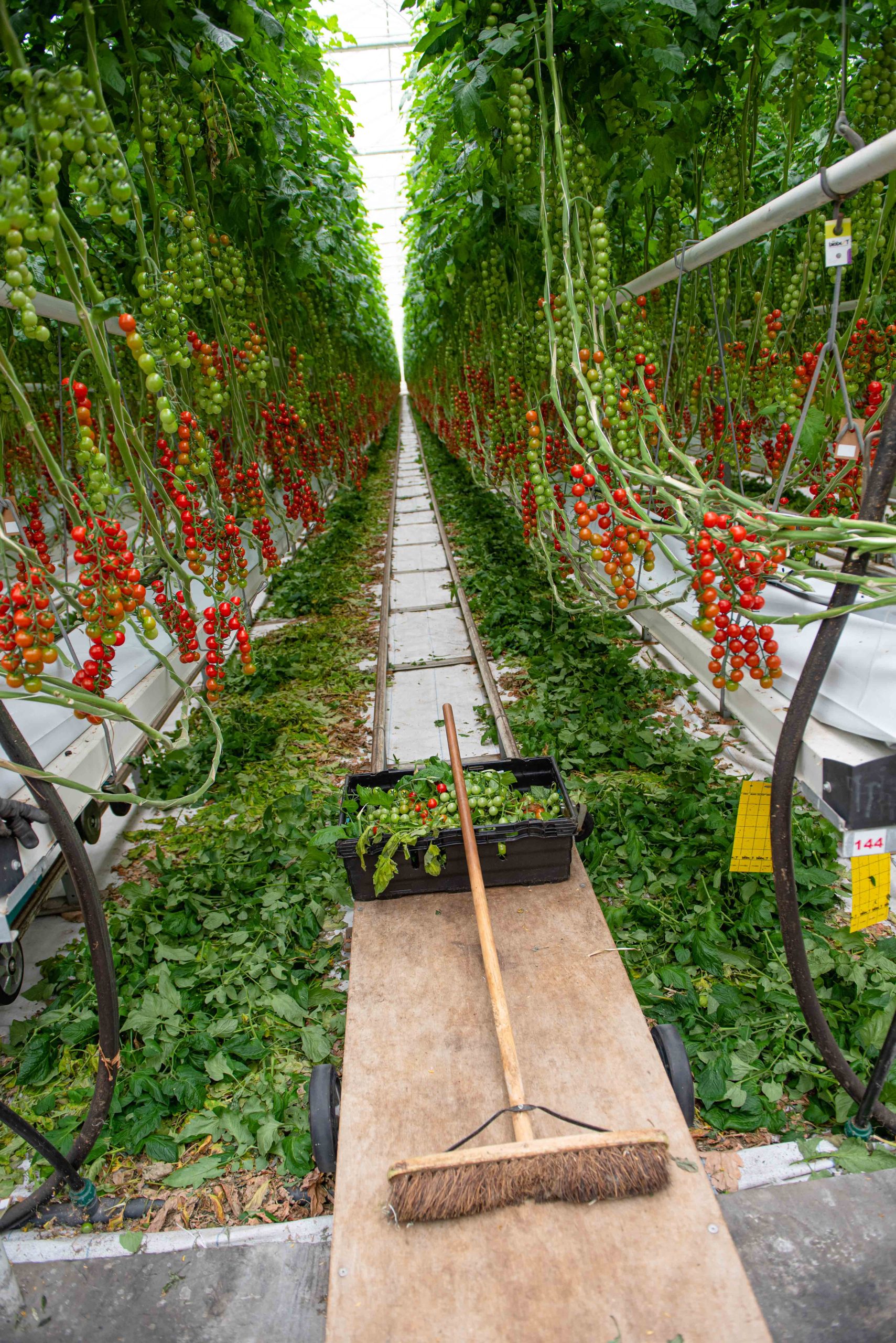 Celebrating World Health Day: Harnessing the Nutritional Power of Tomatoes